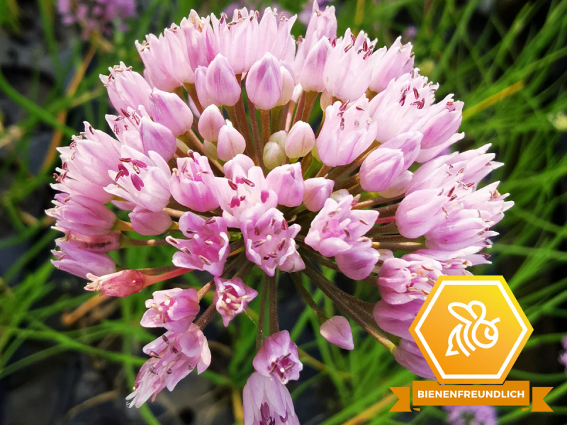 Kantiger Lauch - Allium angulosum